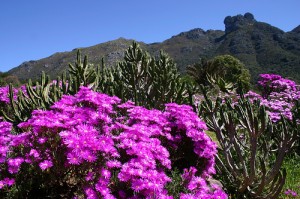 capetown