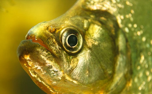 peixe