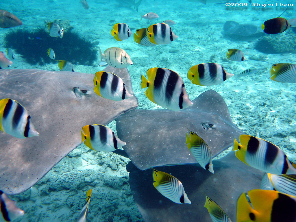 peixes