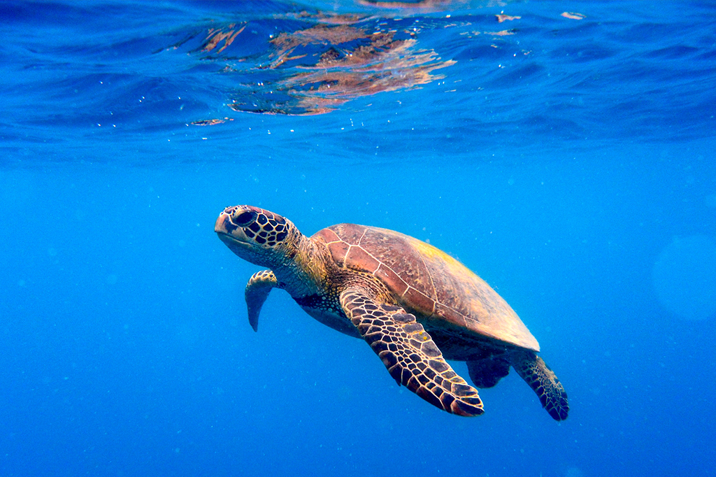 Hard Rock Hotel & Casino Punta Cana faz campanha para preservação de tartarugas marinhas