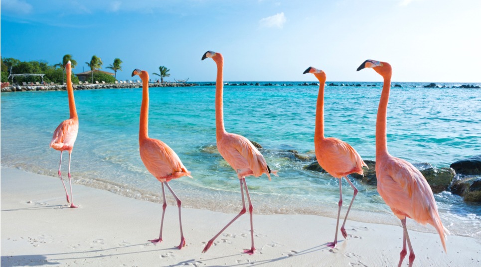 Aruba reabrirá para brasileiros em dezembro