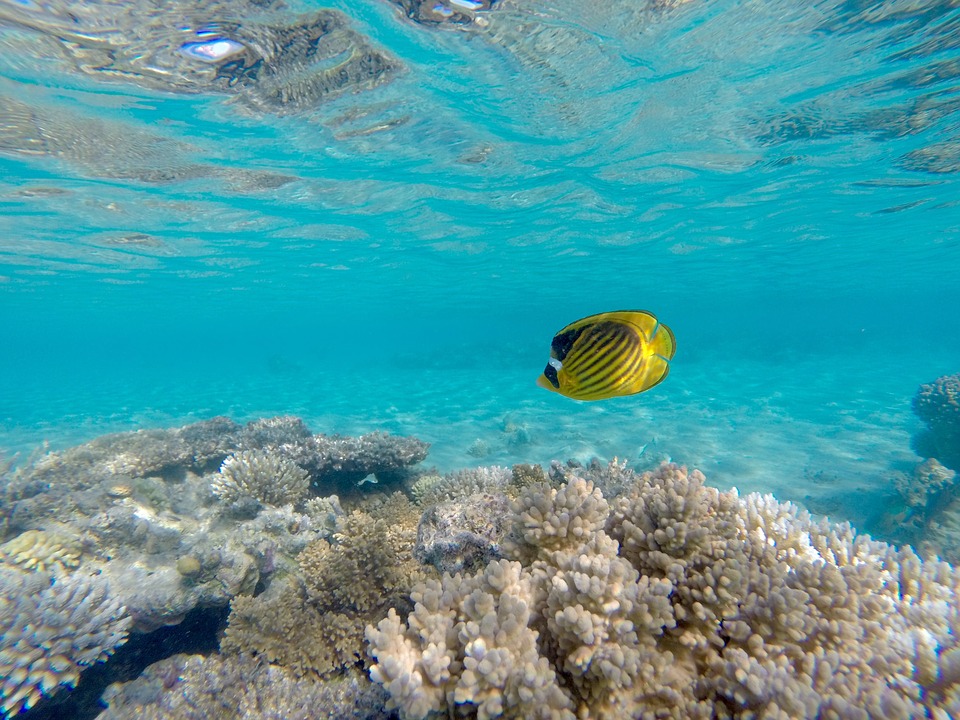 Organização Nacional do Turismo Japonês lança concurso de fotografias subaquáticas dos mares do Japão