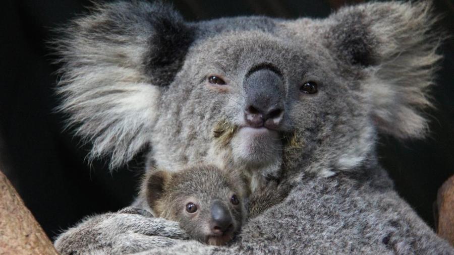 Zoológico de Sydney apresenta 1º filhote de coala nascido em um ano 
