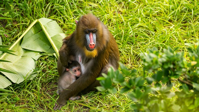 Nasce bebê mandril no Disney's Animal Kingdom