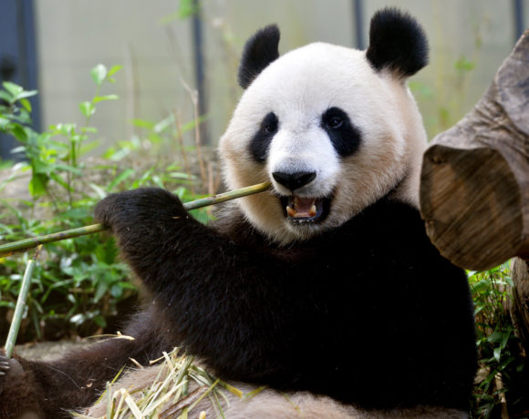 Zoológico de Tóquio recebe filhotes de pandas gêmeos
