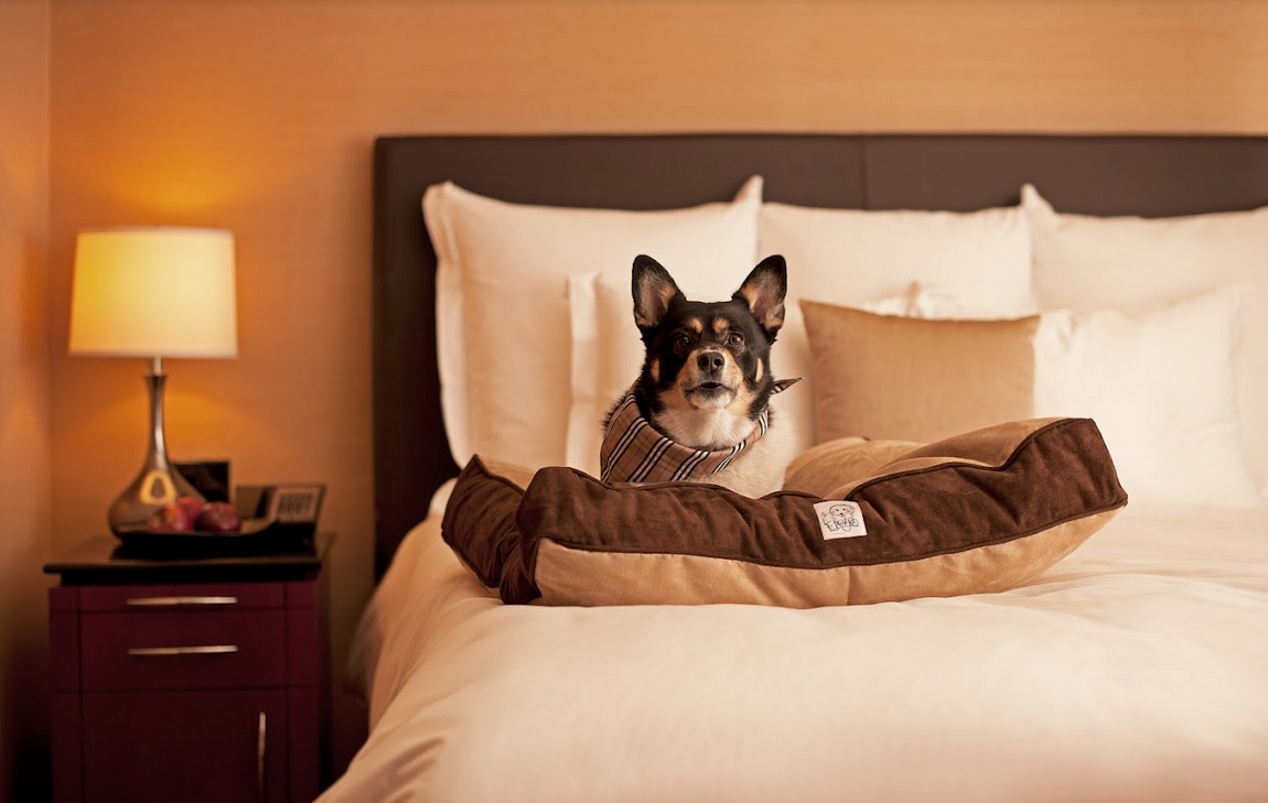 Grand Hyatt São Paulo lança serviços exclusivos destinados aos pets