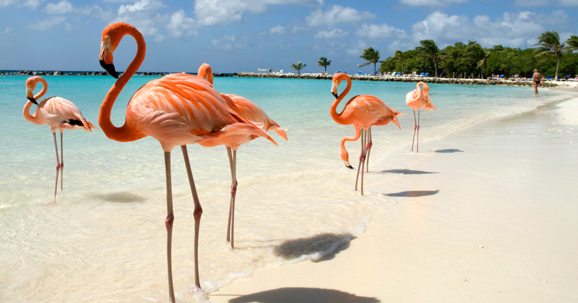 Aruba elimina todas as restrições de viagem COVID-19