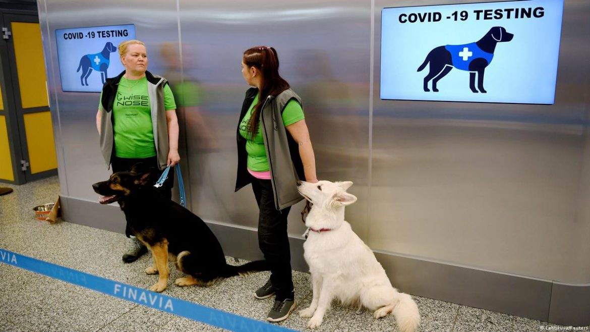 Cães estão sendo treinados para farejar COVID-19 nos aeroportos
