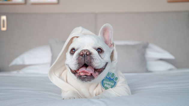 Kimpton Hotels oferecerá serviços de passeio de cães para hóspedes em todo o país
