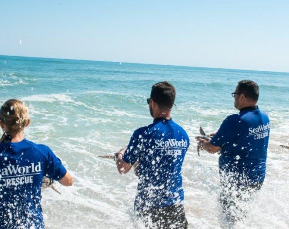 SeaWorld ultrapassa 40 mil animais resgatados