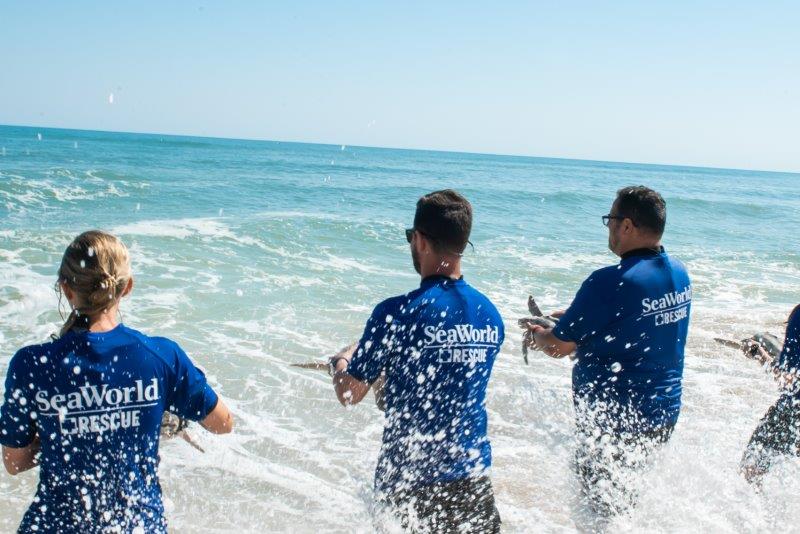SeaWorld ultrapassa 40 mil animais resgatados